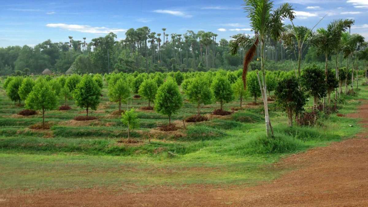 क्या आप भी खेती से कमाना चाहते है मोटा मुनाफा? तो इस पेड़ की खेती आपको बनाएगी करोड़पति …