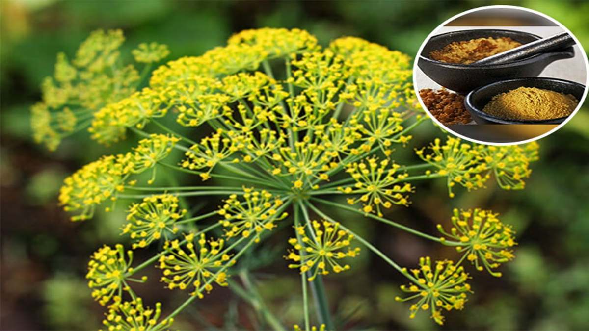 सिर्फ 3 किलो हींग में आप बन सकते है लखपति, जानिए कैसे करें खेती?