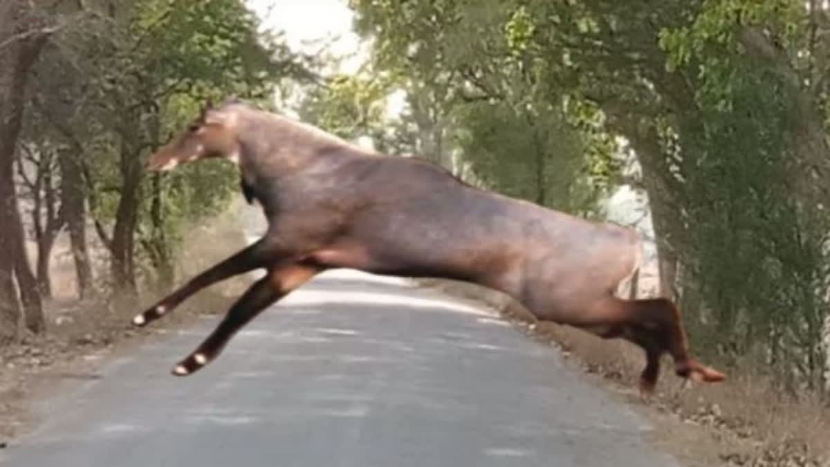 हाईवे पर अचानक आई नील गाय, बाइक को मारी टक्कर, युवक के पेट में घुसे दोनों सींग, हुई मौत, देखिए Video