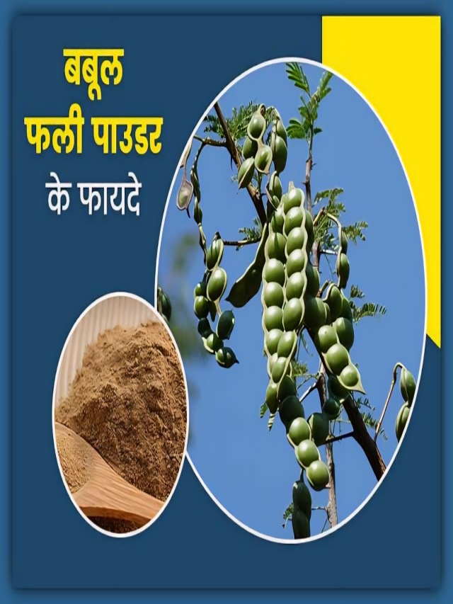 घुटनों के दर्द का अचूक इलाज है बबूल की फली