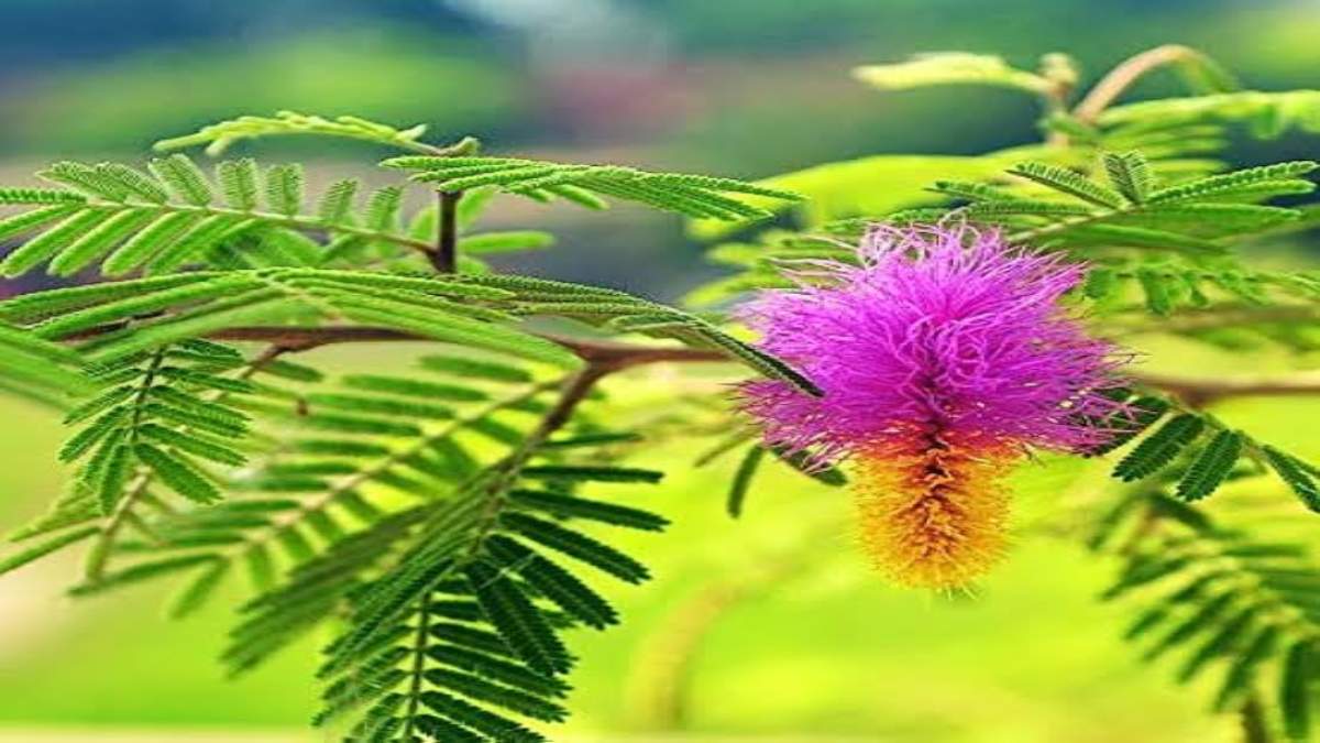 Gardening Tips : तेज गर्मी में सूखने लगती हैं शमी की पत्तियां, इस तरह रखें इनका ख्याल …