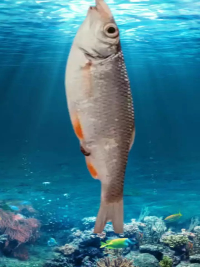 घोल मछली को गुजरात ने घोषित किया है स्टेट फिश, जानें इसकी खासियत