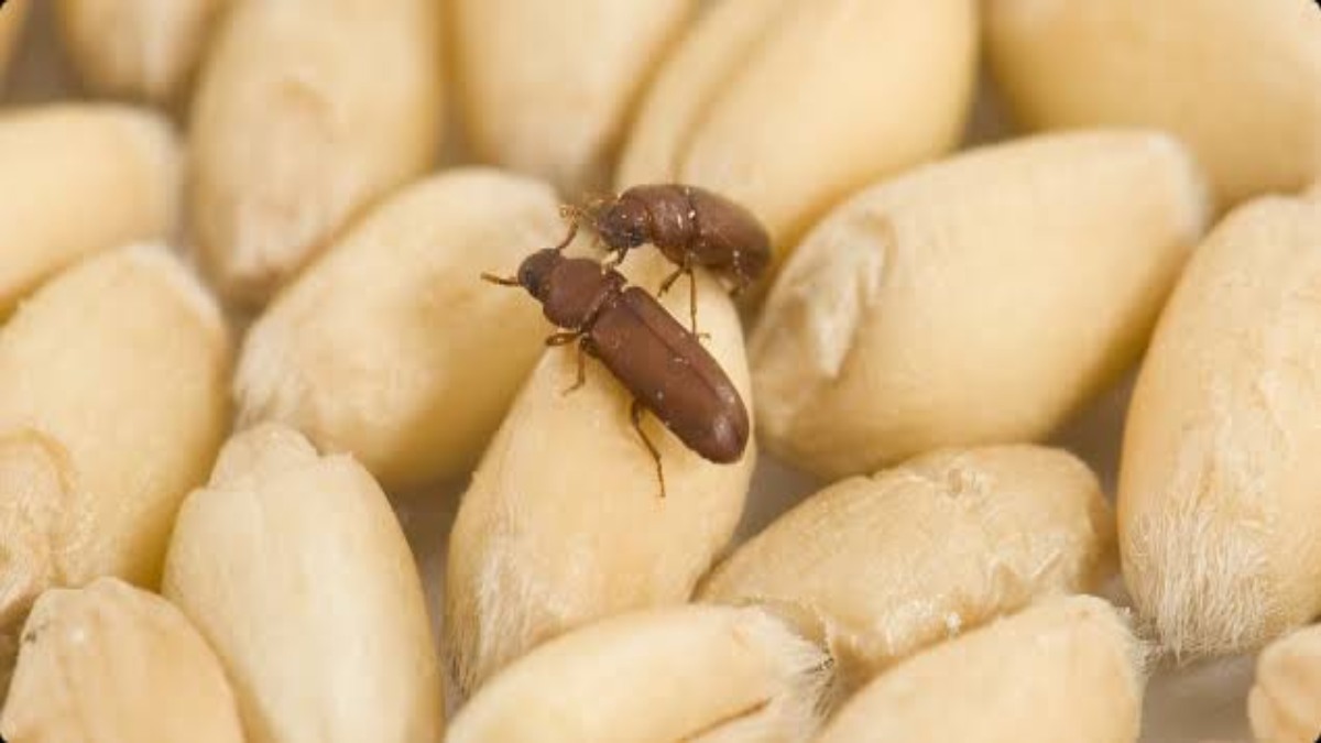 घर में लंबे समय तक गेंहू स्टोर करने के लिए अपनाएं ये Tips, आसपास भी नहीं भटकेंगे घुन और कीड़े …