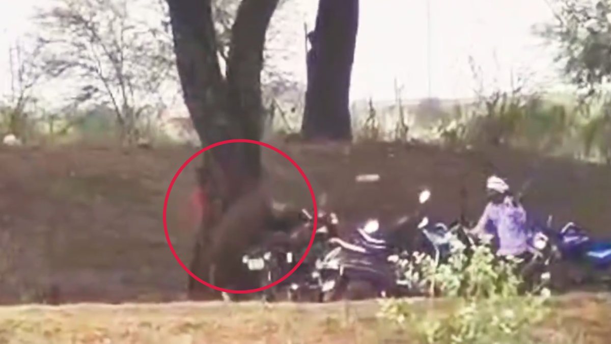 कमजोर दिल वाले न देखें ये Video: झुंड से बिछड़ा बायसन युवक पर कहर बन कर टूटा, गेंद की तरह हवा में उछाला