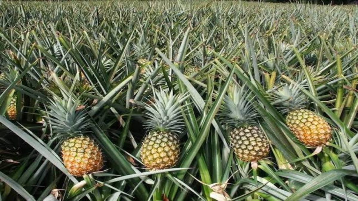 छत्तीसगढ़ का मौसम अनानास उगाने के लिए उपयुक्त, साल भर किसी भी सीजन में करें खेती