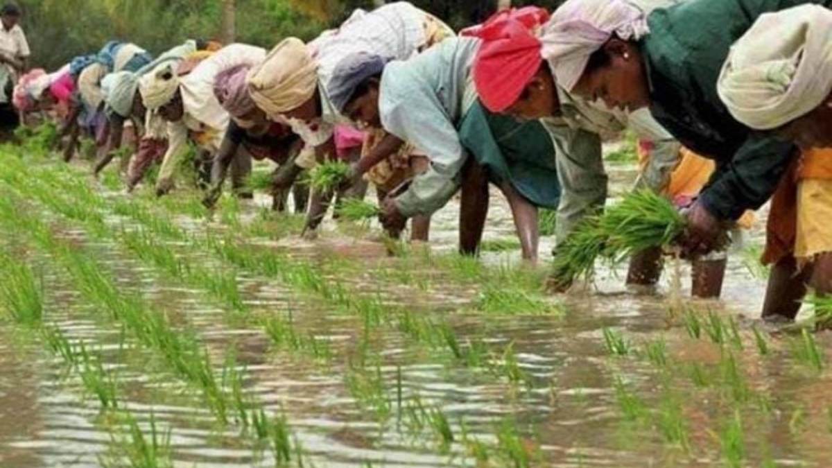 Water Crisis Alert: MP के इस जिले में नहीं होगी धान की फसल ? कृषि विभाग की अपील- पानी की कमी है, किसान न लगाएं धान की फसल