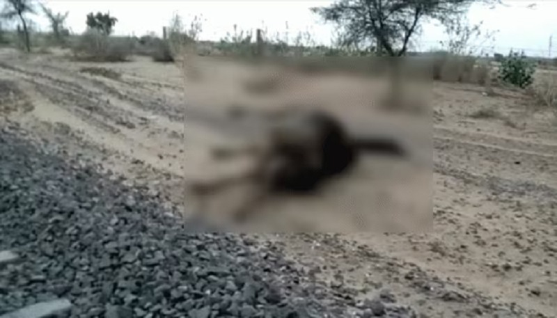 Rajasthan News: इंजन की चपेट में आएं ऊंट की मौत, 35 मिनट खड़ी रही ट्रेन