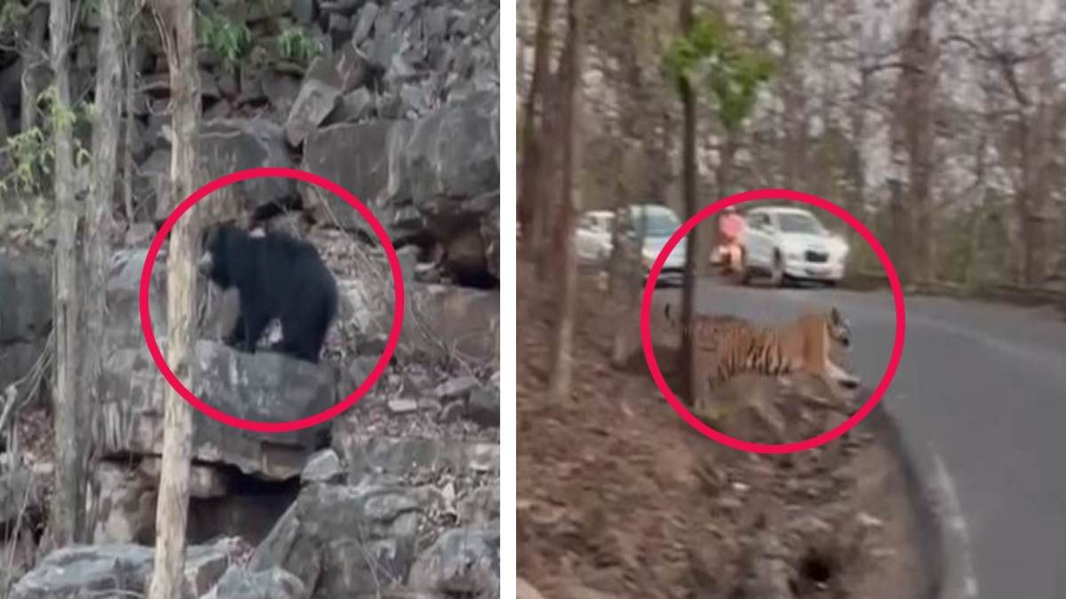 Panna Tiger Reserve: सड़क क्रॉस करते दिखा टाइगर, राहगीरों ने किया भालू का दीदार, राजकुमारी कृष्णा कुमारी ने शेयर किए रोमांचित करने वाले Video