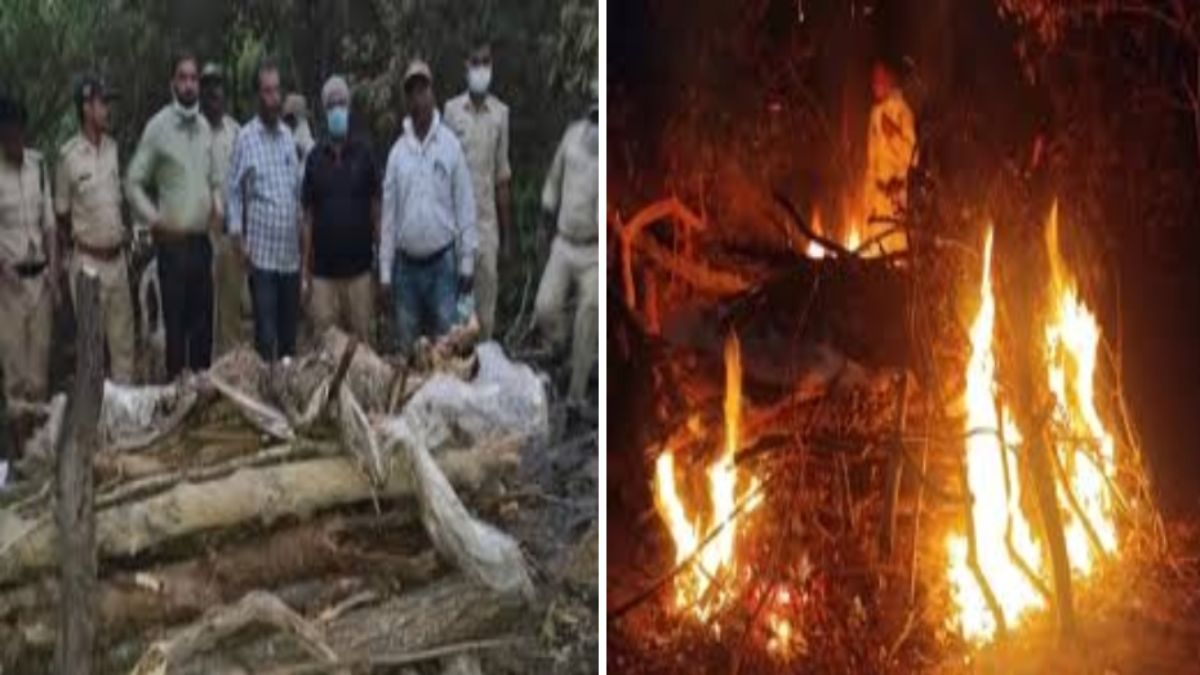 Bandhavgarh Tiger Reserve में नहीं थम रहा बाघों की मौत का सिलसिला: फिर एक टाइगर की मौत, गश्ती दल पर उठे सवाल