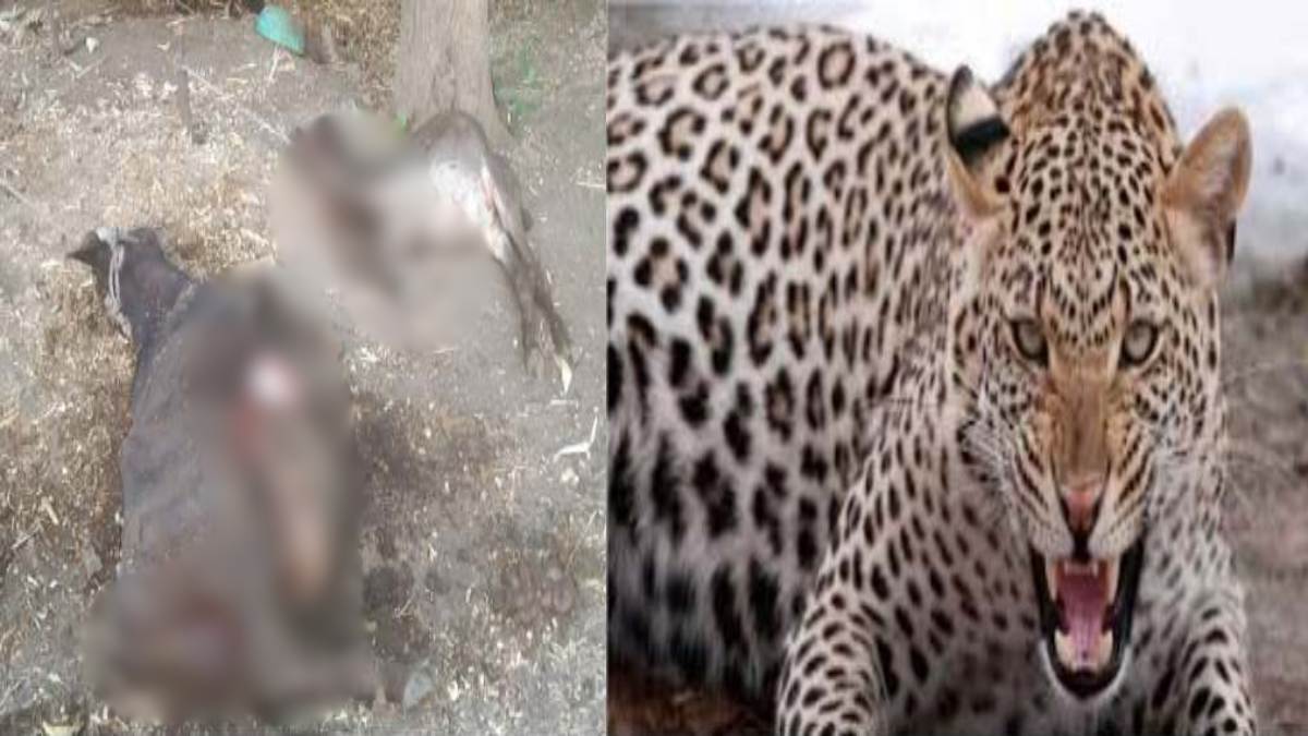 तेंदुए ने किया मवेशियों का शिकार: दो गयोंं पर किया हमला, रेस्क्यू के लिए इंदौर से बुलाई गई टीम