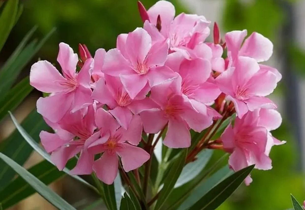 Oleander Flowers: मौत की नींद सुलाता है ये फूल!, केरल सरकार ने 2500 से ज्यादा मंदिरों में इसे चढ़ाने पर लगाई रोक, कहीं आपके घर में भी तो नहीं है ये फूल?