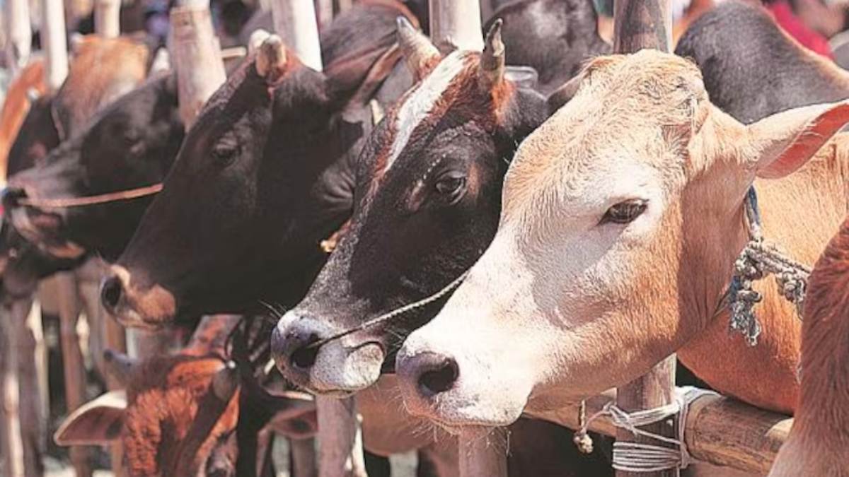 गौ संरक्षण पर सियासत: कांग्रेस ने कहा- सरकार ने 20 सालों से गोवंश को सिर्फ राजनीति का केंद्र बनाए रखा, भाजपा ने किया पलटवार