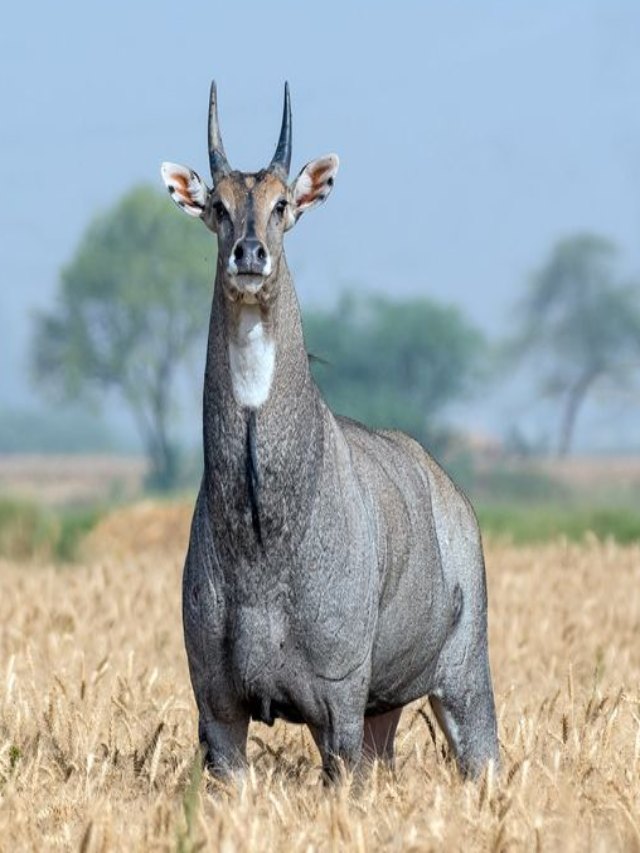 न ही नीला न ही गाय! आखिर क्यों कहलाता है नीलगाय