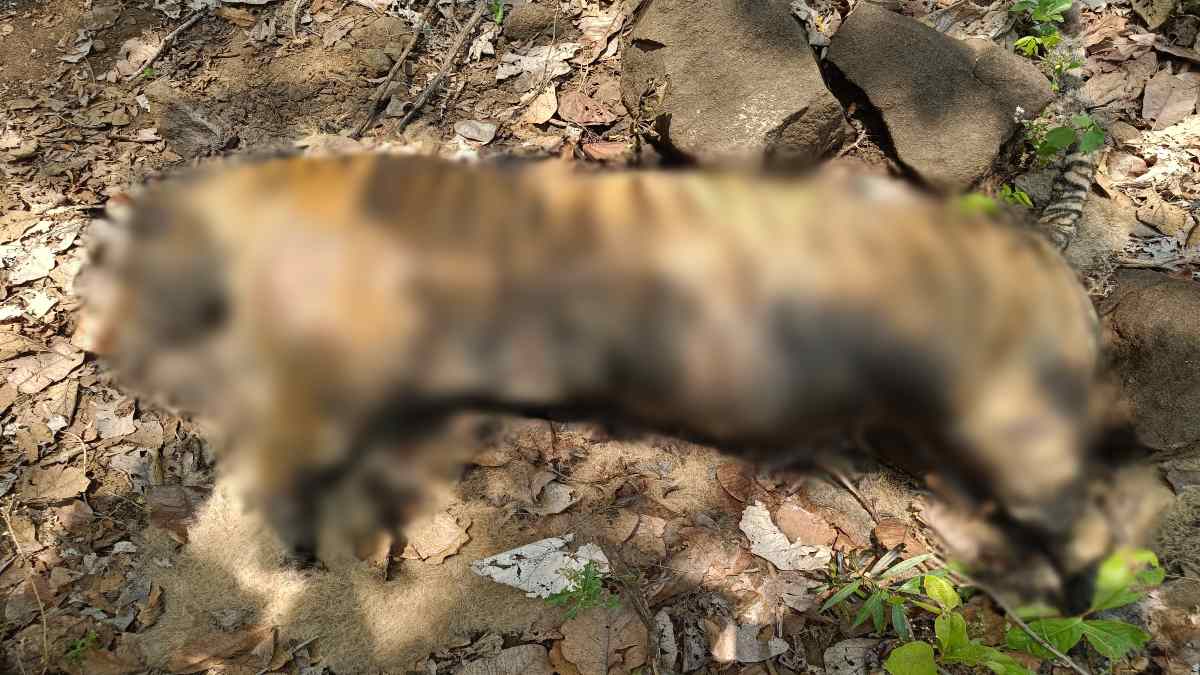 Pench Tiger Reserve में बाघिन की मौत: एक सप्ताह बाद मिला शव, वन अधिकारियों में मचा हड़कंप