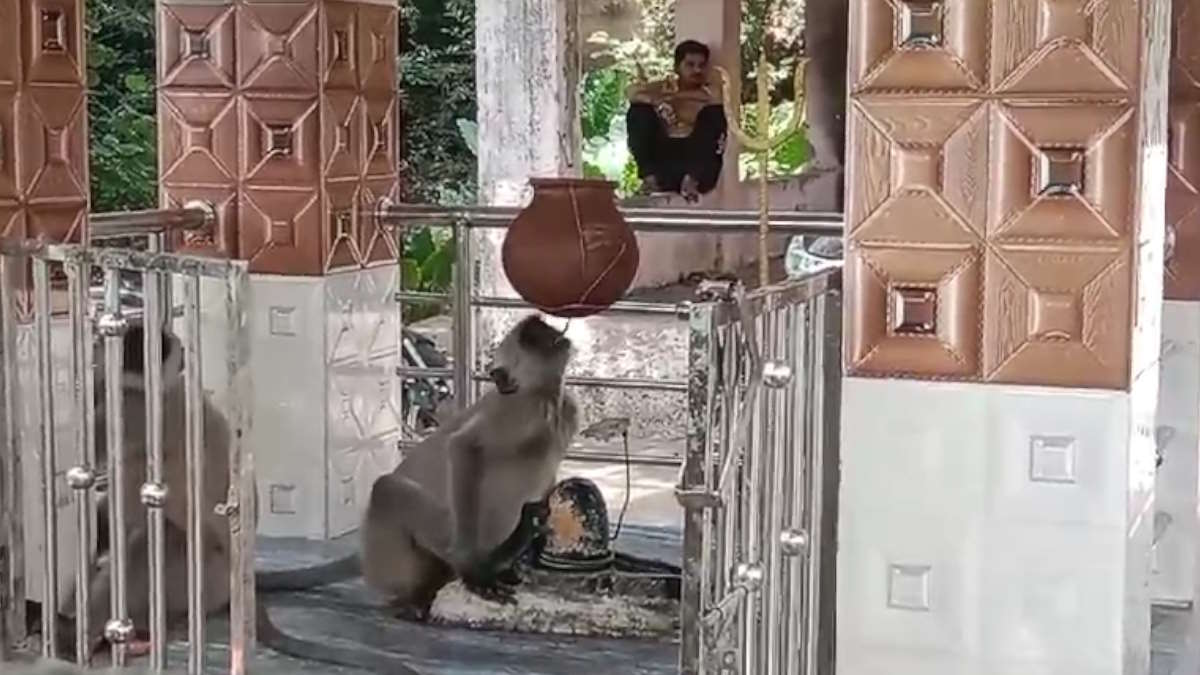 नौतपा का असर जानवरों पर भी, शिवलिंग की जलहरी से बंदर ने बुझाई प्यास, देखिए वायरल वीडियो…