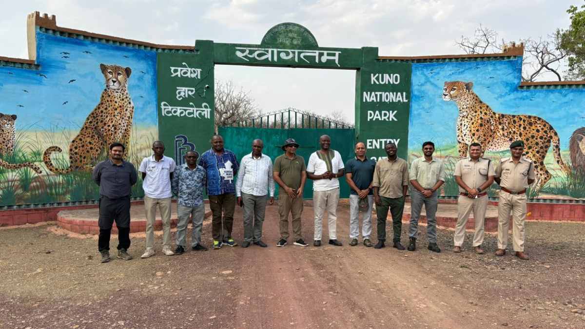 केन्या की चीता एक्सपर्ट टीम का MP दौरा: कूनो में Cheetah प्रोजेक्ट के प्रोग्रेस की ली जानकारी, ‘दूसरे घर’ गांधी सागर अभ्यारण्य का किया निरीक्षण