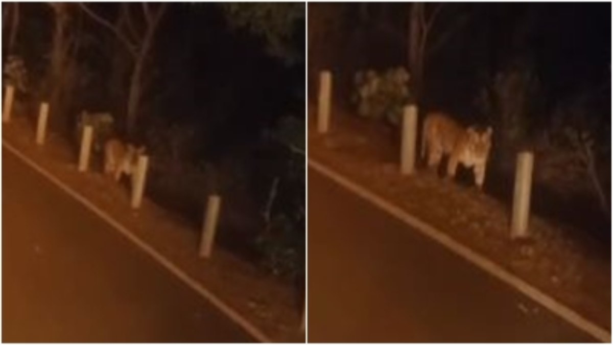 हाइवे पर सैर के लिए निकला टाइगर: सामने देख लोगों की अटकी सांसें, देखें VIDEO 