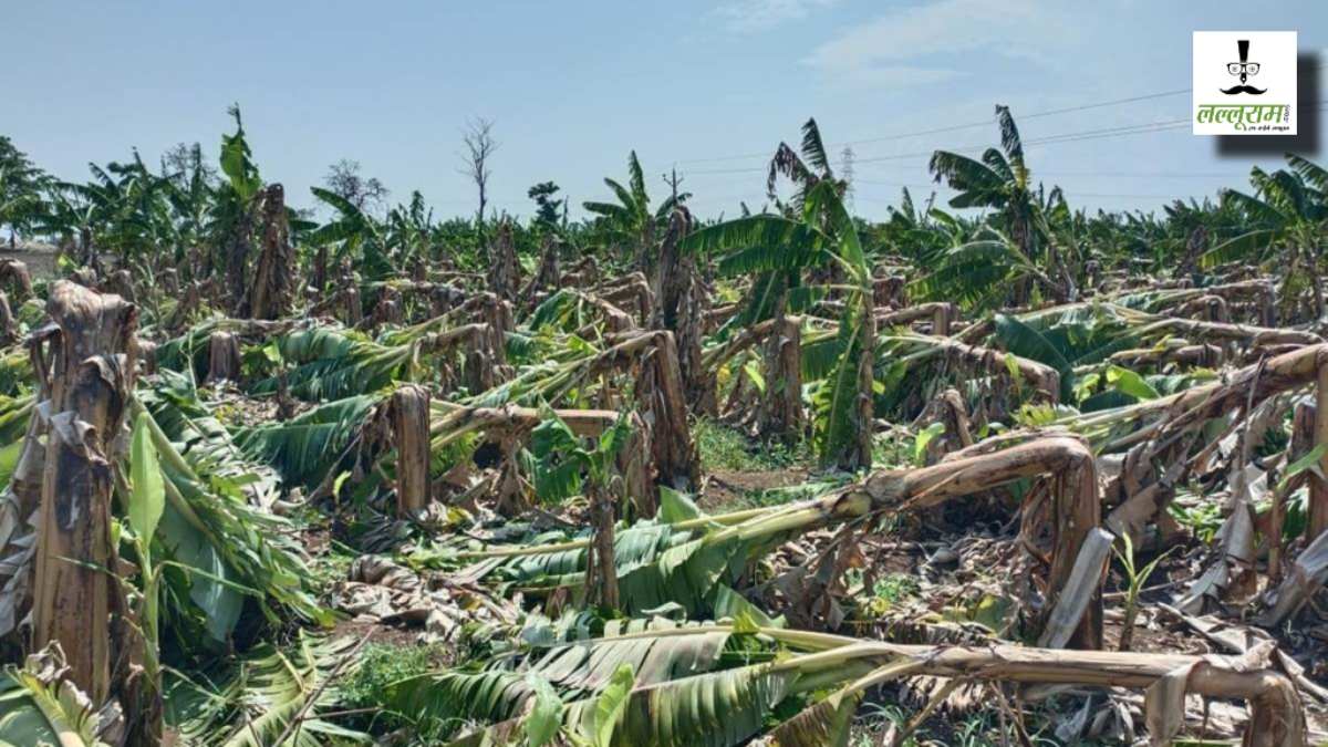 Burhanpur Banana Crops: बुरहानपुर में आंधी-तूफान से केले की फसल बर्बाद, पूर्व केंद्रीय मंत्री ने सरकार से की मुआवजा राशि देने की मांग