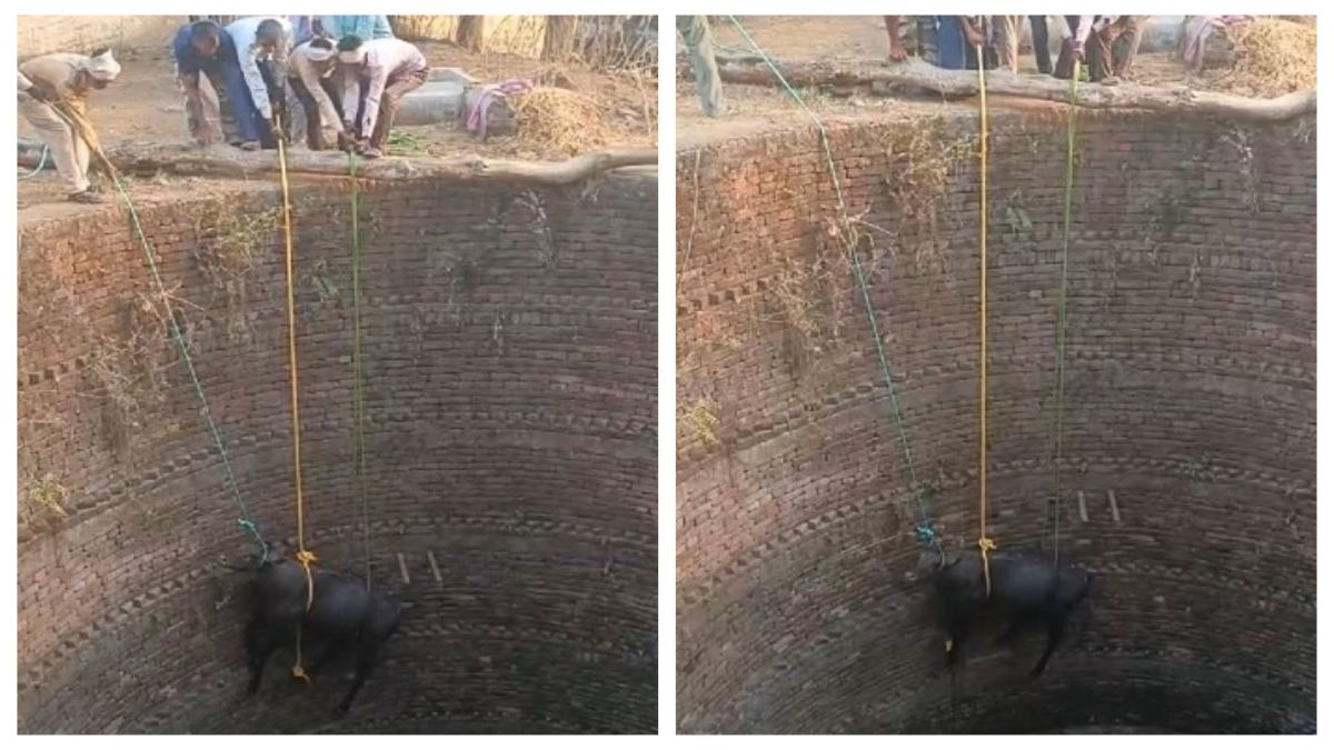 Video: कुएं में गिरी नील गाय का रेस्क्यू, ग्रामीणों के सहयोग से वनकर्मियों ने सुरक्षित निकाला