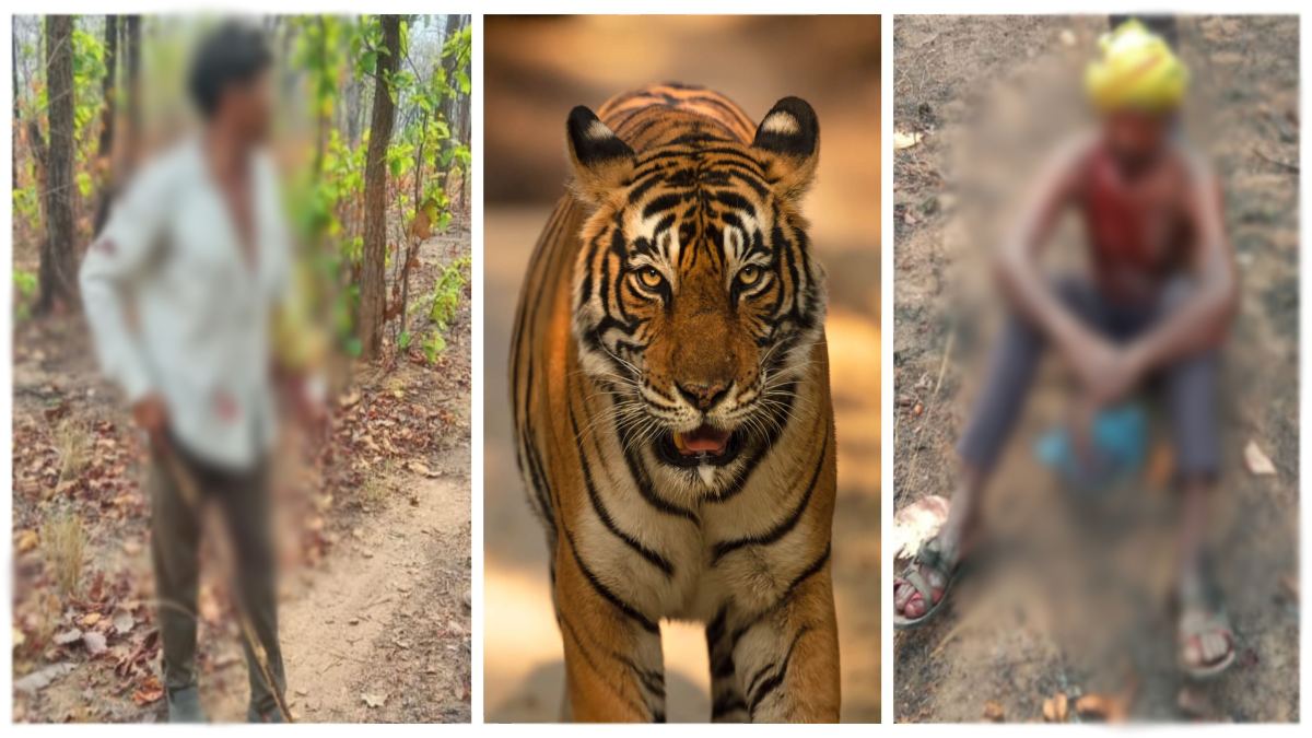 Wild animals: तेंदूपत्ता तोड़ने गए ग्रामीणों पर बाघ ने किया हमला, दोनों गंभीर हालत में अस्पताल में भर्ती