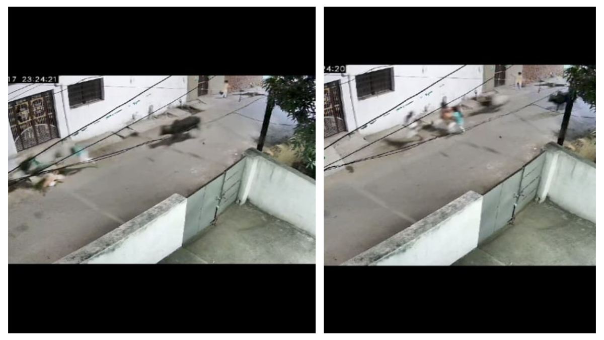 सांड के हमले से मौत: बच्चों के साथ इवनिंग वॉक के दौरान दो सांड ने किया हमला, घायल ने अस्पताल में तोड़ा दम, परिजनों ने सड़क पर शव रख जताया विरोध