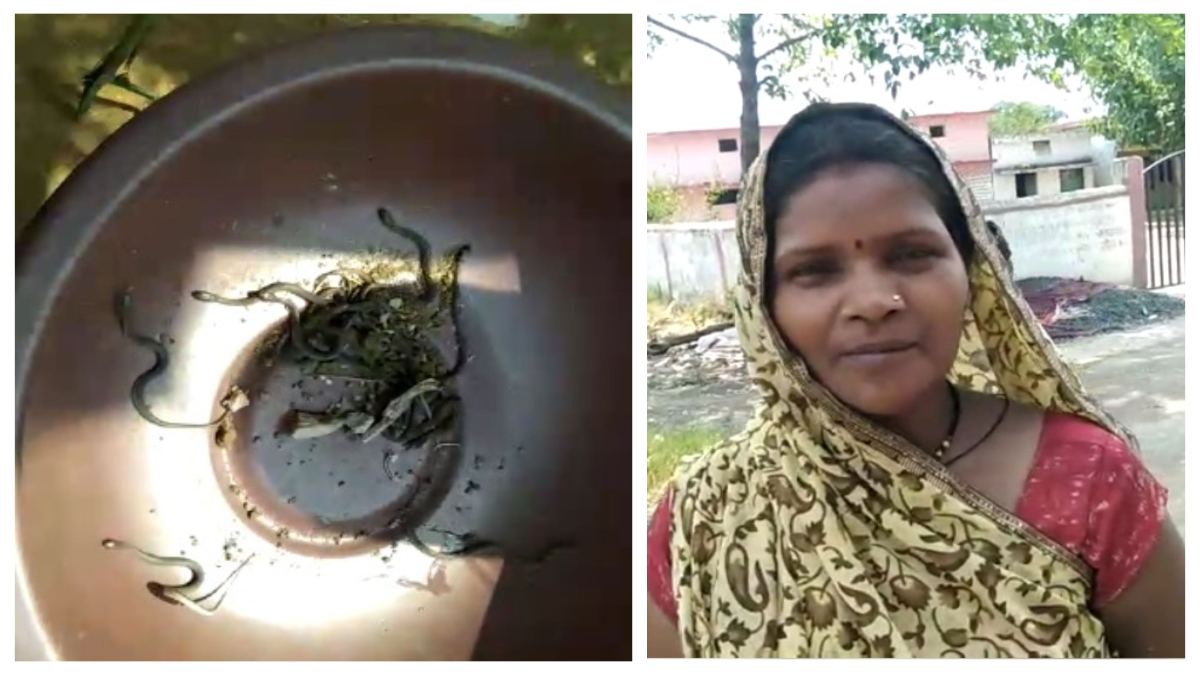 घर की सीढियों के नीचे डेरा जमाए बैठे थे सांप के सपोले: एक साथ 25 सपोलों को देख चीख पड़ी महिला और फिर…