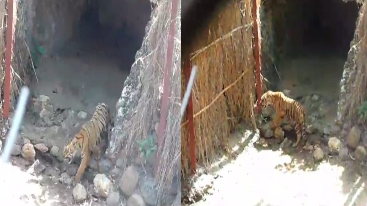 Kanha Tiger Reserve में आए 2 नन्हे मेहमान, बाघिन की मौत के बाद रातापानी अभ्यारण से किया गया था रेस्क्यू