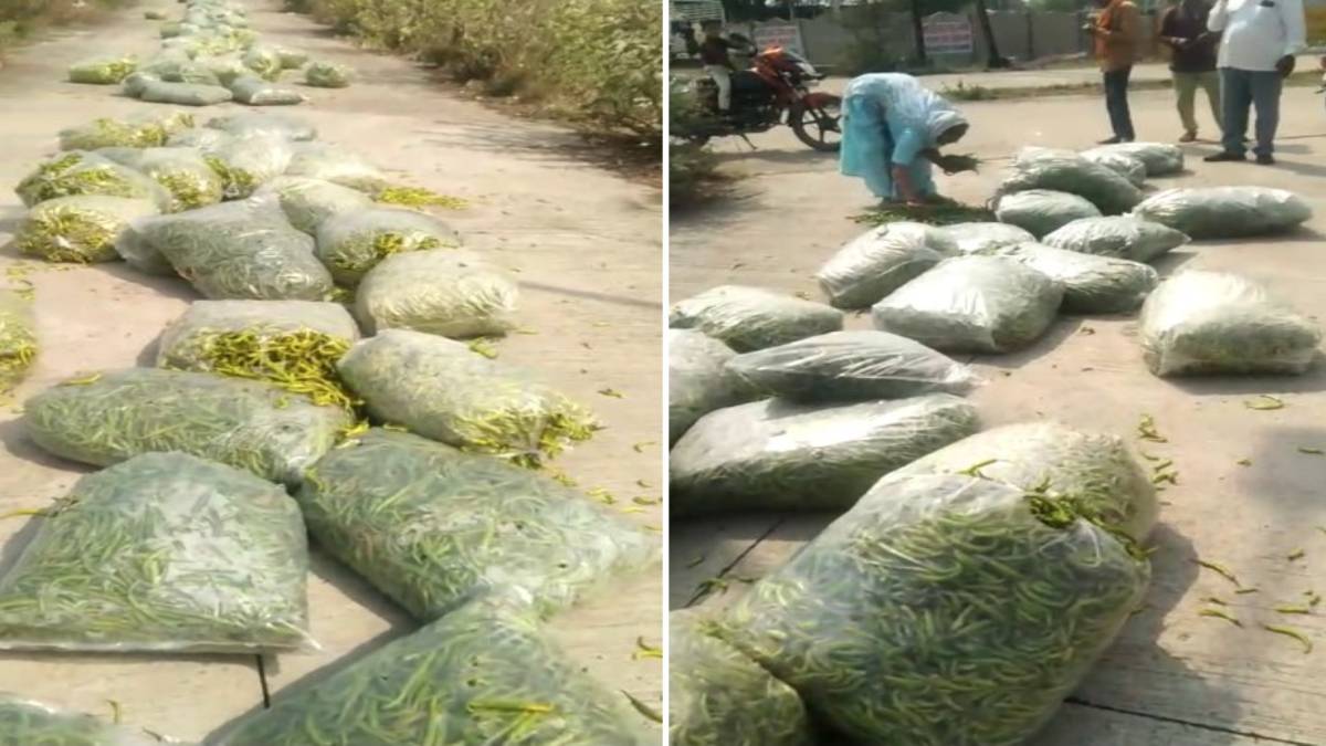 प्याज-लहसुन के बाद अब मिर्ची ने रुलाया: किसान ने सड़क पर फेंकी हरी मिर्च की फसल, कम दाम मिलने से नाराज