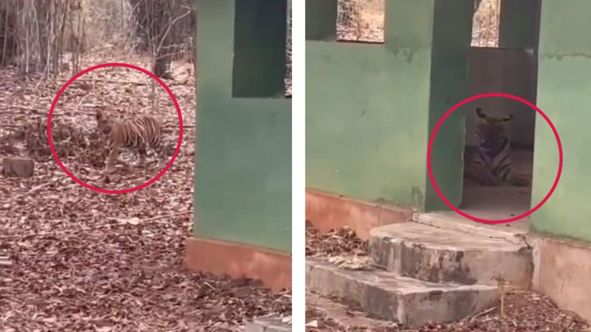Bandhavgarh Tiger Reserve: बाघ के शावकों ने किया पेट्रोलिंग कैंप पर कब्जा, जान बचाकर भागा फॉरेस्ट गार्ड, देखें Video