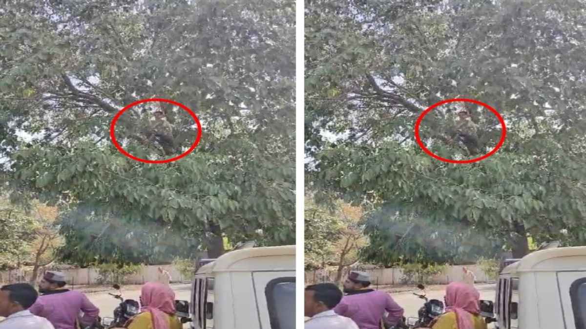 खंड लेखक का हाईवोल्टेज ड्रामा: ट्रांसफर करने से नाराज होकर पेड़ पर चढ़ा, सुसाइड की दी धमकी, Video वायरल