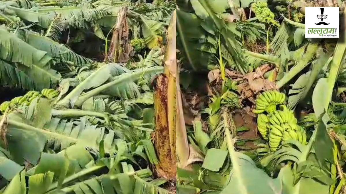 बुरहानपुर में आंधी-तूफान से बर्बाद हुई केला की फसल, क्या किसानों को मिलेगा मुआवजा ? CM मोहन ने दिए ये निर्देश