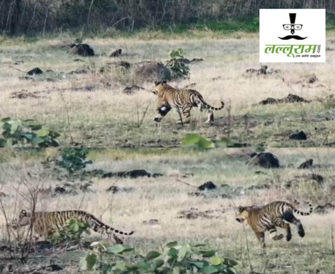 ऐसा Video देखा है क्या! बाघिन मीरा के पीछे दौड़ा बाघ युवराज, शावकों के साथ मस्ती करते हुए कैमरे में कैद