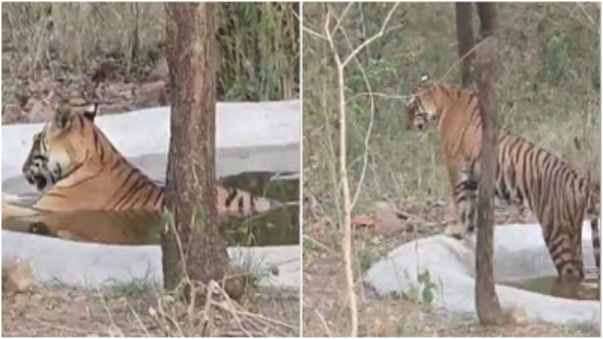बाघिन सुंदरी ने स्विमिंग पूल में की मस्ती: Tigress को नहाते देख पर्यटकों के खिले चेहरे, रोमांच से भरा देखें ये Video