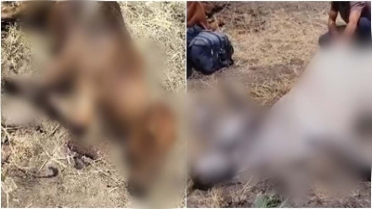 जहरीला चारा खाने से 11 मवेशियों की मौत: खेत में तड़प-तड़पकर तोड़ा दम, कई की हालत नाजुक  