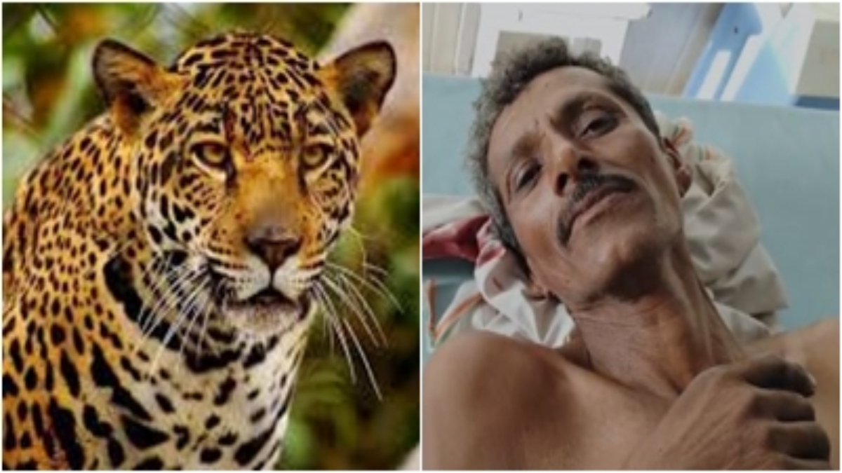 Leopard Attack: शौच के लिए जा रहे ग्रामीण पर तेंदुए ने किया हमला, शोर मचाने पर बची जान, अस्पताल में कराया गया भर्ती