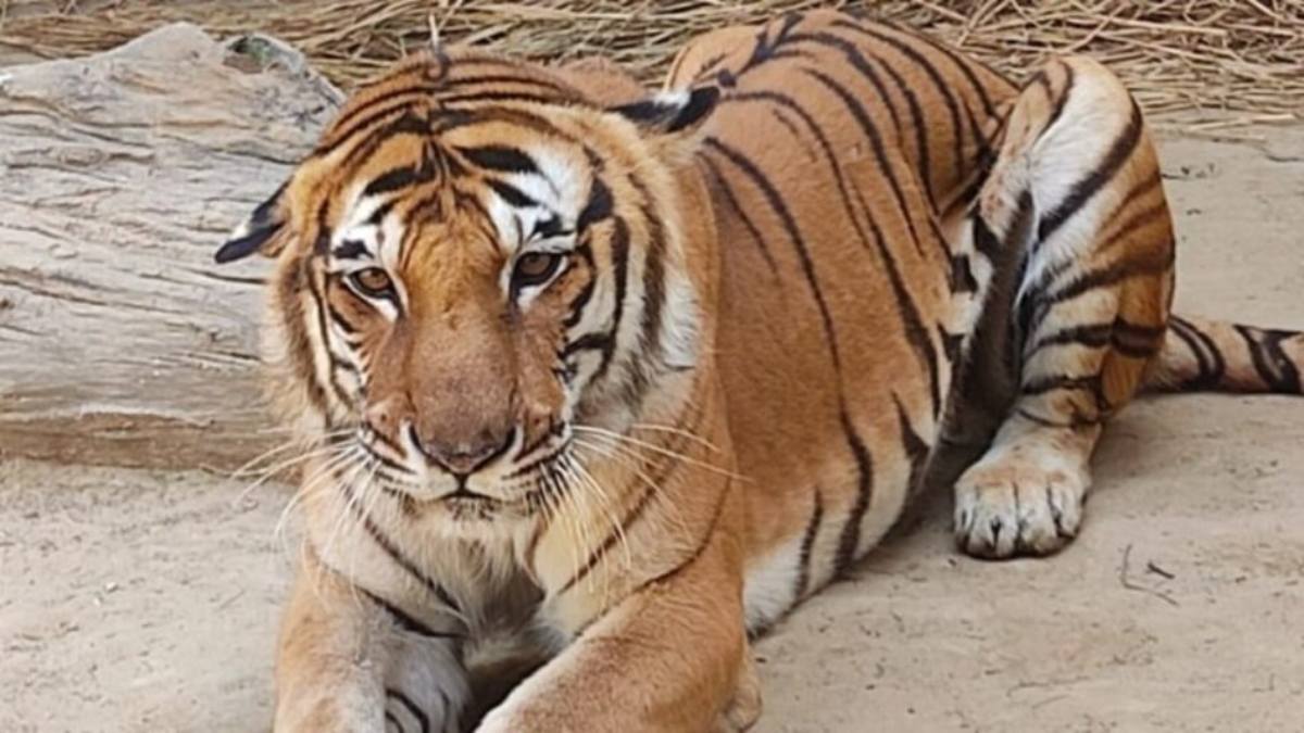 बाघिन के रेस्क्यू का Video: 6 हाथियों की मदद से किया गया Rescue, जंगल में सुरक्षित छोड़ा