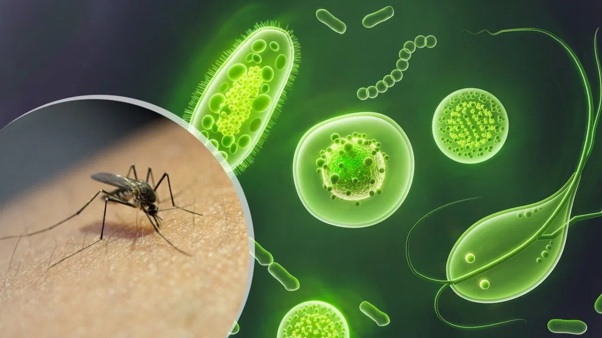 West Nile Fever: वेस्ट नाइल फीवर से कराहा केरल, 80 फीसदी मामलों में नहीं दिखते लक्षण, जानिए यह नॉर्मल फीवर से कितना है खतरनाक