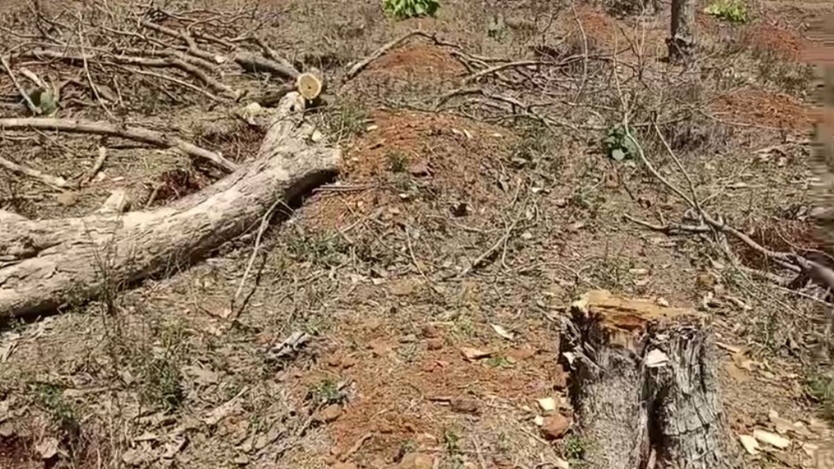 कुछ अनदेखी तस्वीर: अंधाधुंध अवैध कटाई से सिमट रहा जंगल, अतिक्रमण की चपेट में सैकड़ों हेक्टेयर वन भूमि, जिम्मेदार नहीं दे रहे ध्यान