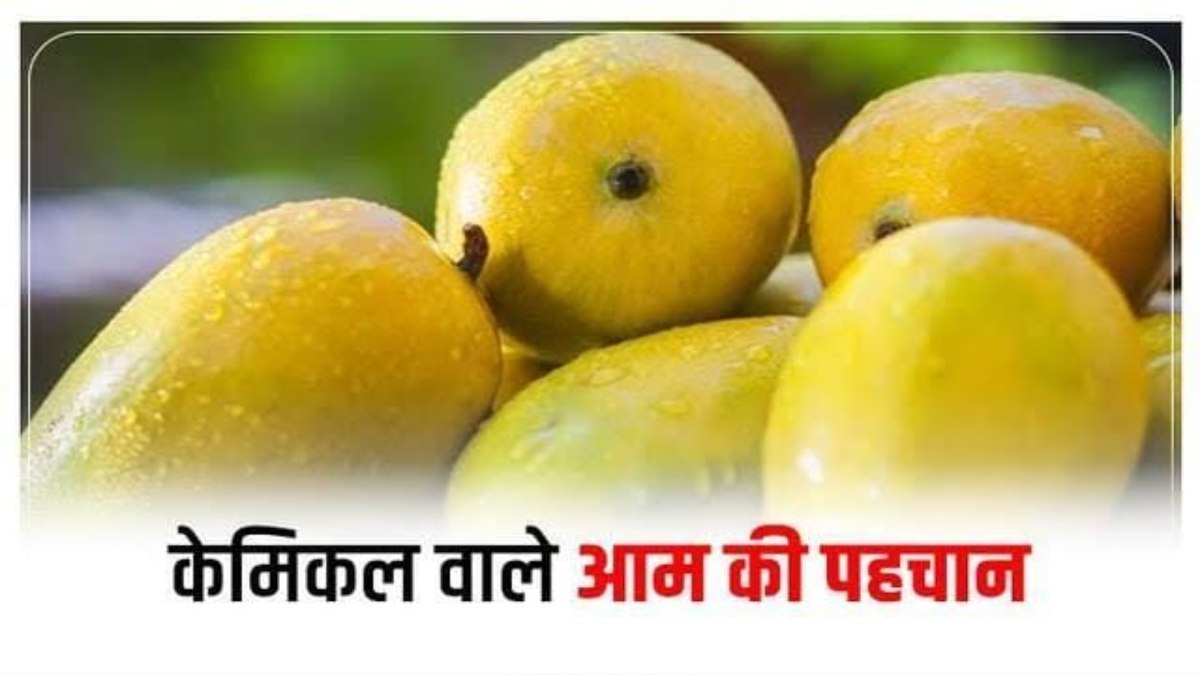 कहीं आप भी तो नहीं खा रहे केमिकल से पके आम? इस तरह से करें सही आम की पहचान …