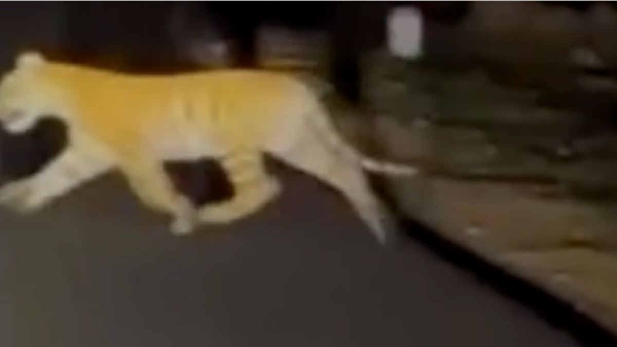 अब लोगों से परेशान है टाइगर, Video: Pench Tiger Reserve का ये रास्ता बना वजह, जानें पूरा माजरा