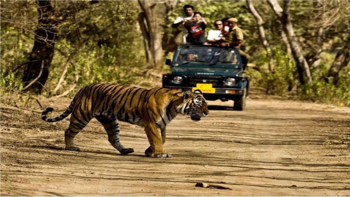लाइफ टाइम बेस्ट ट्रिप: परिवार संग इस जंगल में बिताएं अपनी गर्मियों की छुट्टी, मात्र इतने रुपए में रहना, खाना और मिलेगा Jungle Safari का मौका