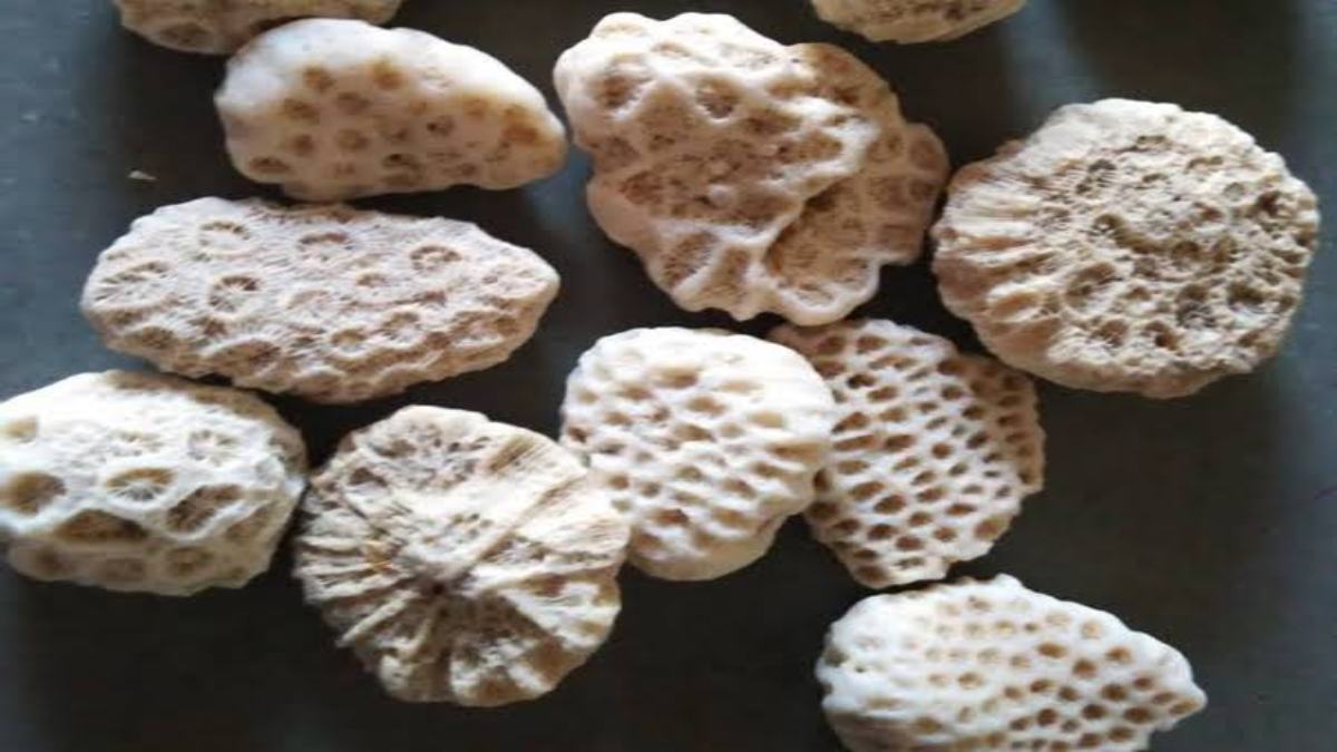 शालिग्राम विष्णु है तो द्वारका शिला है मां लक्ष्मी, जानिए किस शिला की पूजा से मिलेगा लाभ…