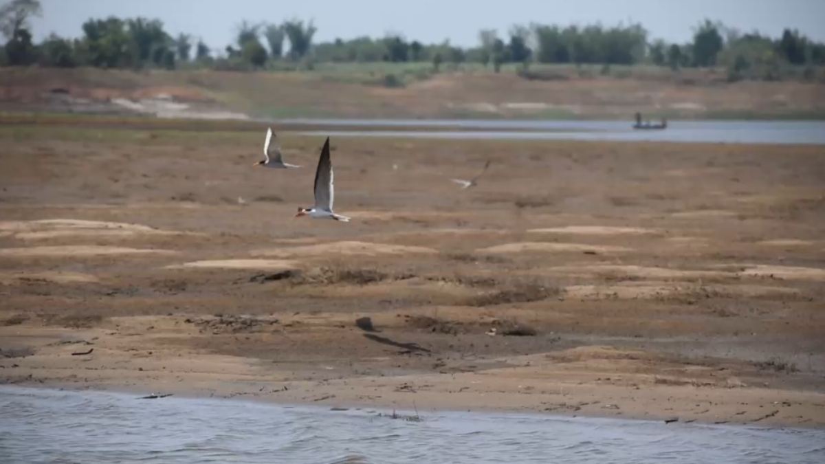 सतपुड़ा टाइगर रिजर्व: विलुप्त Indian Skimmer Bird 6 साल बाद दिखने से प्रकृति प्रेमियों में खुशी का माहौल