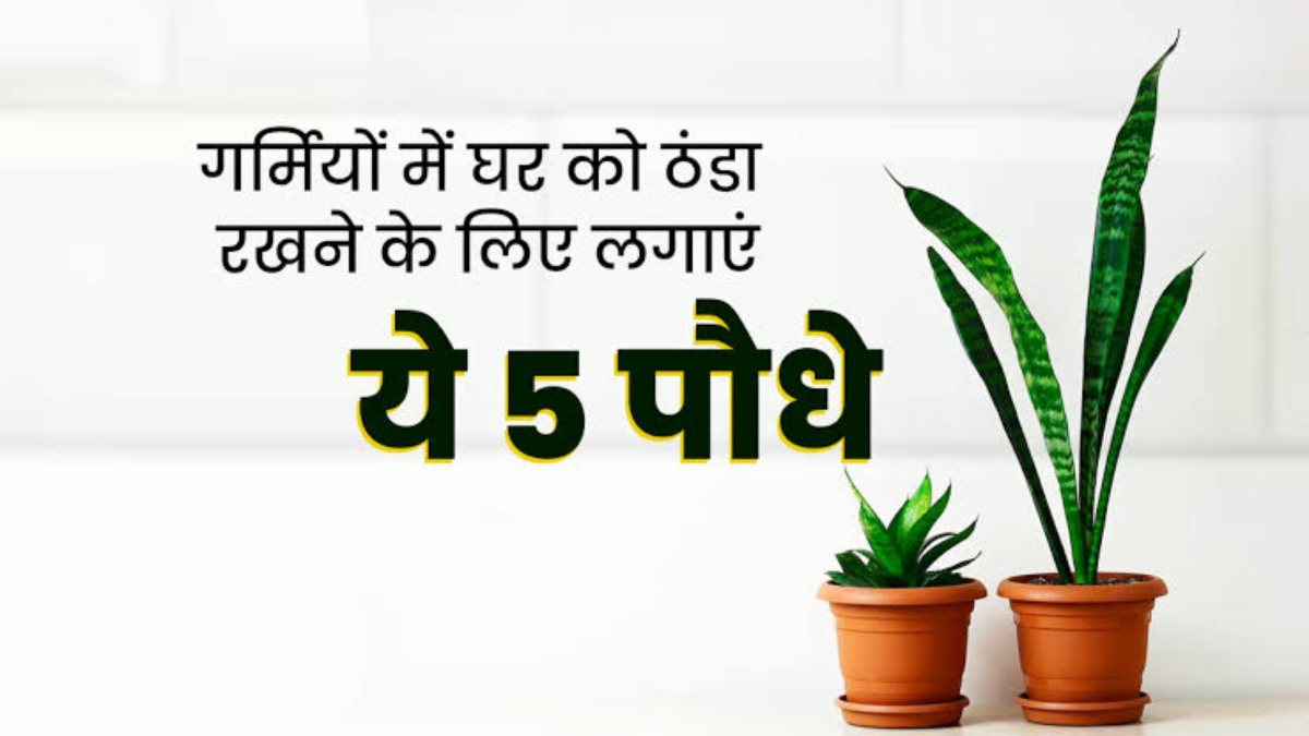 घर को ठंडा रखने इन मदद करेंगे ये 5 पौधे, आप भी आज ही ले आएं इन्हें घर…