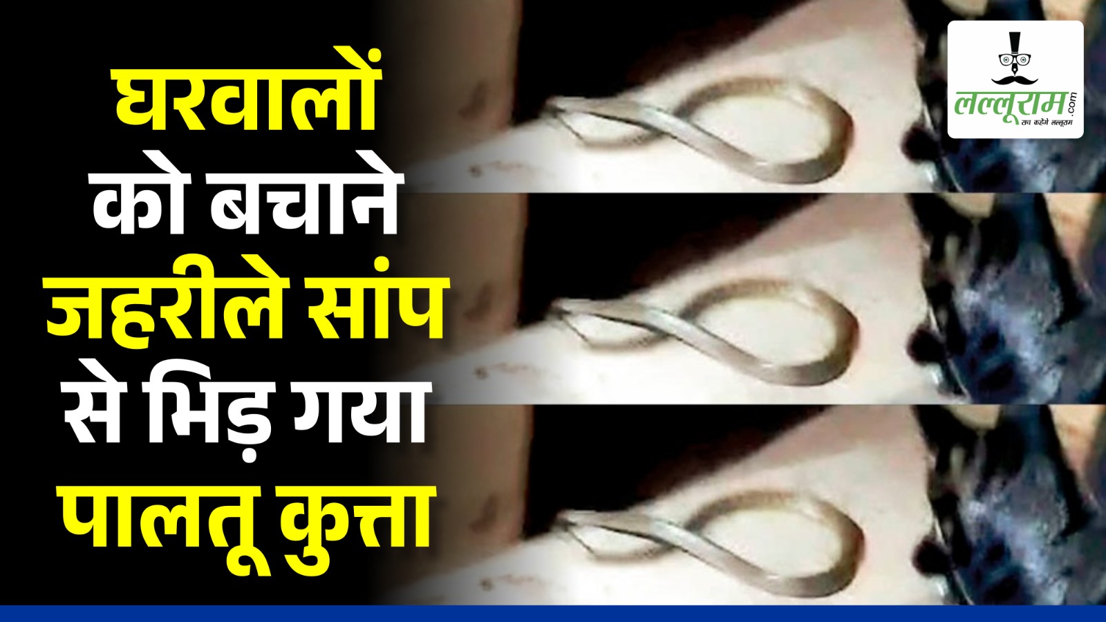 Chhattisgarh News: घरवालों को बचाने जहरीले सांप से भिड़ गया पालतू कुत्ता