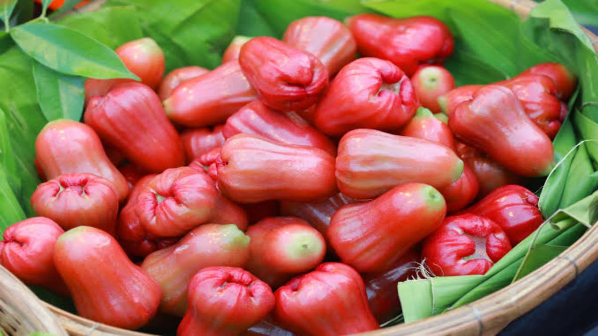 Water Apple Benefits : Diabetes से हैं परेशान तो आज ही खाना शुरू कर दें ये खास Water Apple, रहेंगे आप Super Healthy …