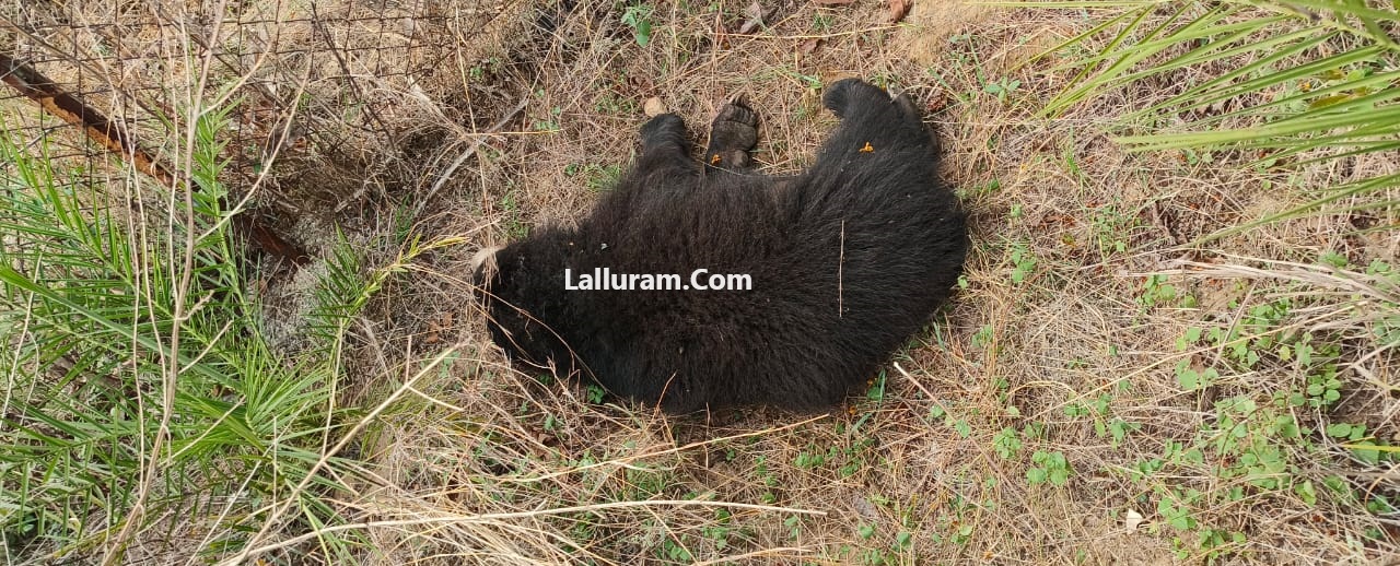 Chhattisgarh News: हाइवे में भालू की एक्सीडेंट में मौत, आज होगा पोस्टमार्टम