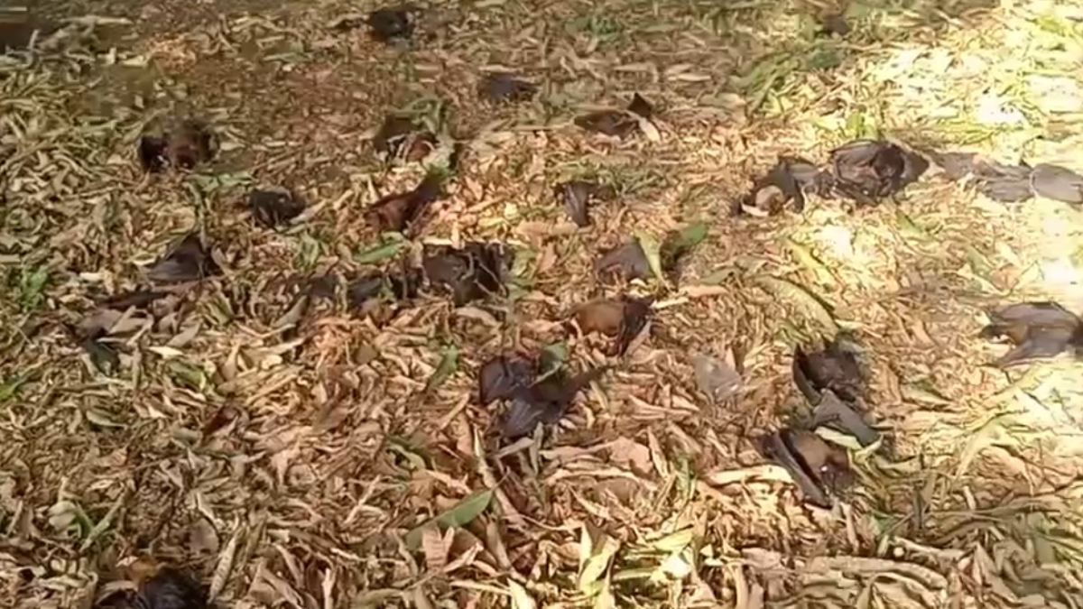 गर्मी से पक्षियों का भी हाल बेहाल: हीट स्ट्रोक से सैकड़ों चमगादड़ों की हुई मौत, कलेक्टर ने की ये अपील