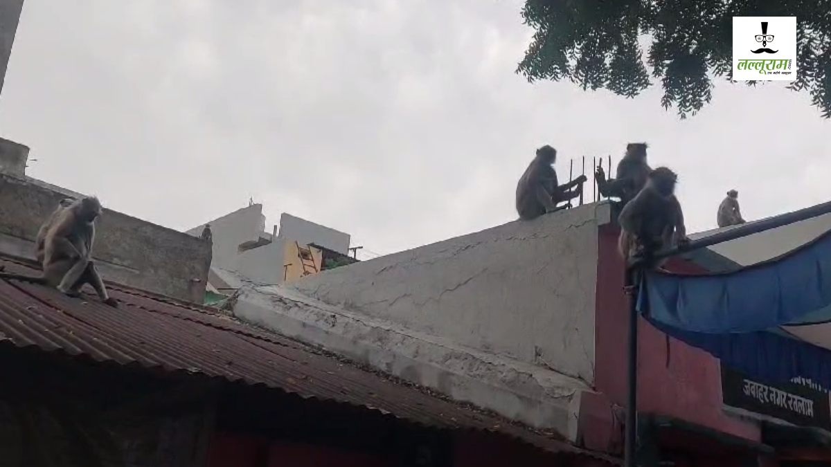 बंदरों ने प्रभावित किया मतदान: इस पोलिंग बूथ पर बंदरों का डेरा, मतदानकर्मियों और वोटर्स के बीच डर का माहौल