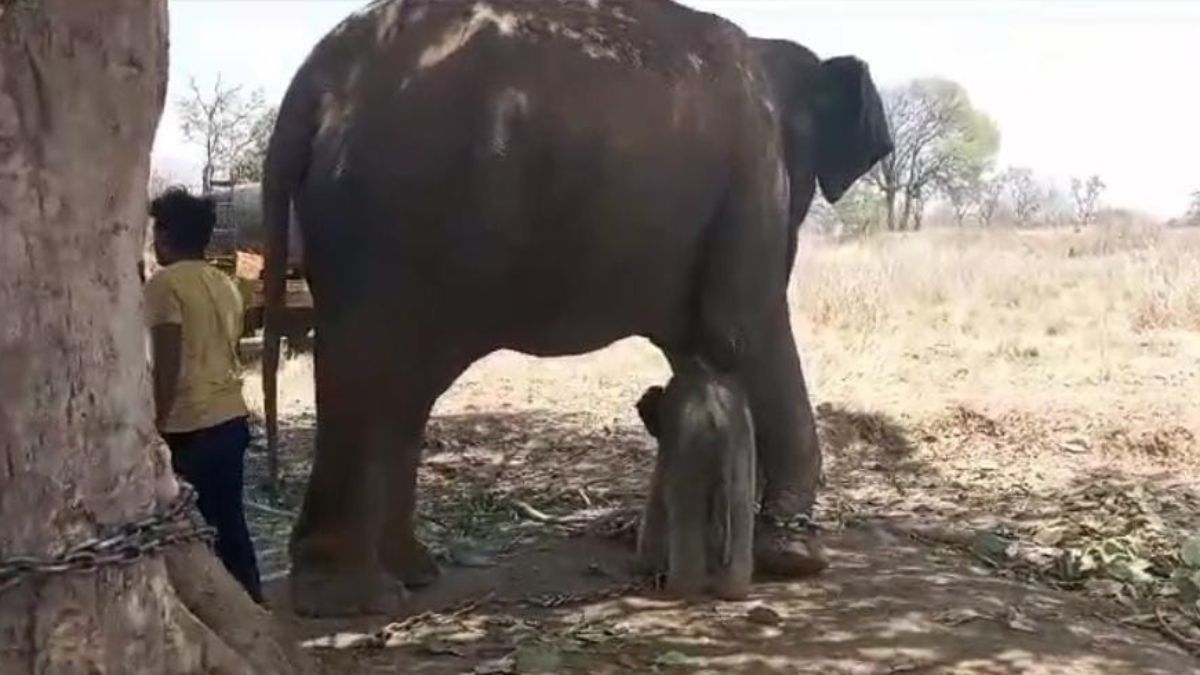 पन्ना टाइगर रिजर्व में आये दो नन्हे मेहमान: कृष्णकली और मोहनकली ने जन्मे बच्चे, हाथियों की संख्या बढ़कर हुई 18